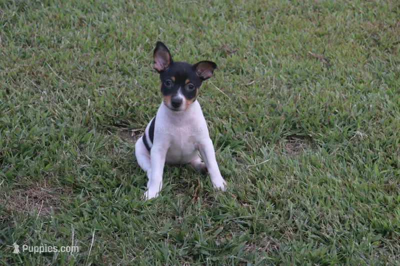 AKC Maggie- Standard Size – Rat Terrier puppy for sale in Grovespring, MO
