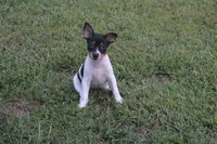 AKC Maggie- Standard Size, a female Rat Terrier for sale in Grovespring, MO – 1 of 4