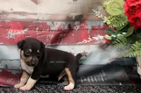 Ranger- tri male, a male Rat Terrier for sale in Grovespring, MO – 5 of 6