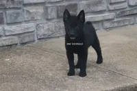 AKC Cole, a male Schipperke for sale in Grovespring, MO – Photo 8 of 8