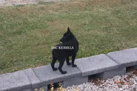 AKC Cole, a male Schipperke for sale in Grovespring, MO – Photo 7 of 8