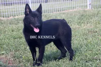 AKC Cole, a male Schipperke for sale in Grovespring, MO – Photo 2 of 8
