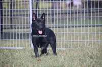 AKC Cole, a male Schipperke for sale in Grovespring, MO – Photo 4 of 8