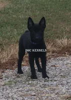 AKC Cole, a male Schipperke for sale in Grovespring, MO – Photo 5 of 8