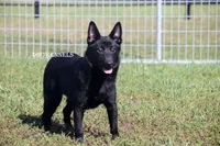 AKC Cole, a male Schipperke for sale in Grovespring, MO – Photo 1 of 8