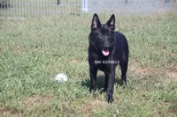 AKC Cole, a male Schipperke for sale in Grovespring, MO – Photo 3 of 8