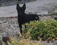 AKC Cole, a male Schipperke for sale in Grovespring, MO – Photo 6 of 8