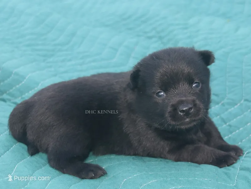 Pepper-AKC female (natural tail) – Schipperke puppy for sale in Grovespring, MO