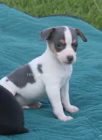 Boone- TOY blue and white male, a male Rat Terrier for sale in Grovespring, MO – 3 of 8