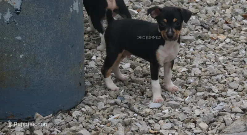 Rider- AKC Mini Male – Rat Terrier puppy on hold in Grovespring, MO