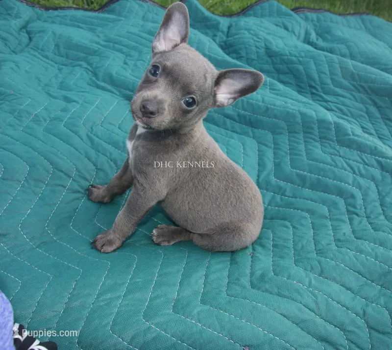 Smokey- blue male – Rat Terrier puppy for sale in Grovespring, MO