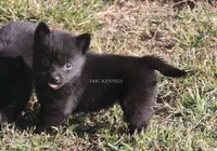 Female Natural tail Schipperke, a female Schipperke for sale in Grovespring, MO – 2 of 4