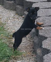 AKC Bruno-Standard size , a male Rat Terrier for sale in Grovespring, MO – 2 of 4