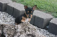 AKC Sadie- Standard size, a female Rat Terrier for sale in Grovespring, MO – 3 of 4