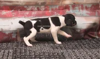 BABY MINI FEMALE #2, a female Rat Terrier for sale in Grovespring, MO – 4 of 4
