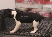 BABY MINI FEMALE #2, a female Rat Terrier for sale in Grovespring, MO – 2 of 4