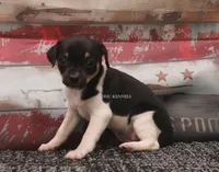 BABY MINI FEMALE #2, a female Rat Terrier for sale in Grovespring, MO – 3 of 4