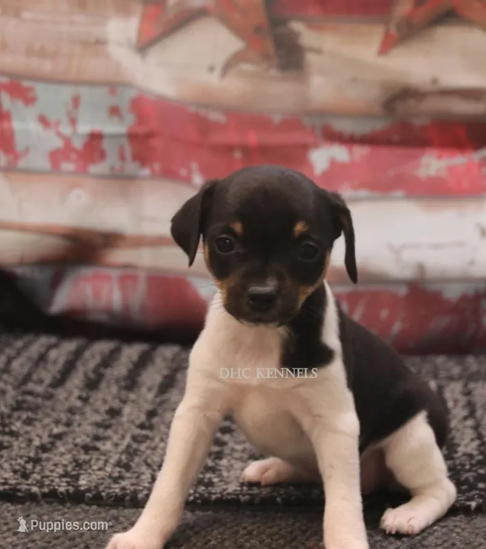 BABY MINI FEMALE #2 – Rat Terrier puppy for sale in Grovespring, MO