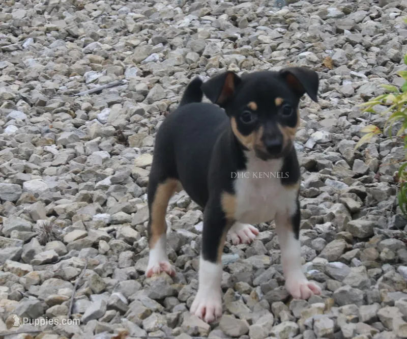 Ranger- AKC tri male – Rat Terrier puppy for sale in Grovespring, MO