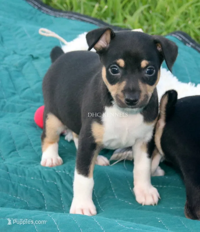 Ranger- AKC tri male – Rat Terrier puppy for sale in Grovespring, MO