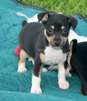 Ranger- AKC tri male, a male Rat Terrier for sale in Grovespring, MO – 1 of 9