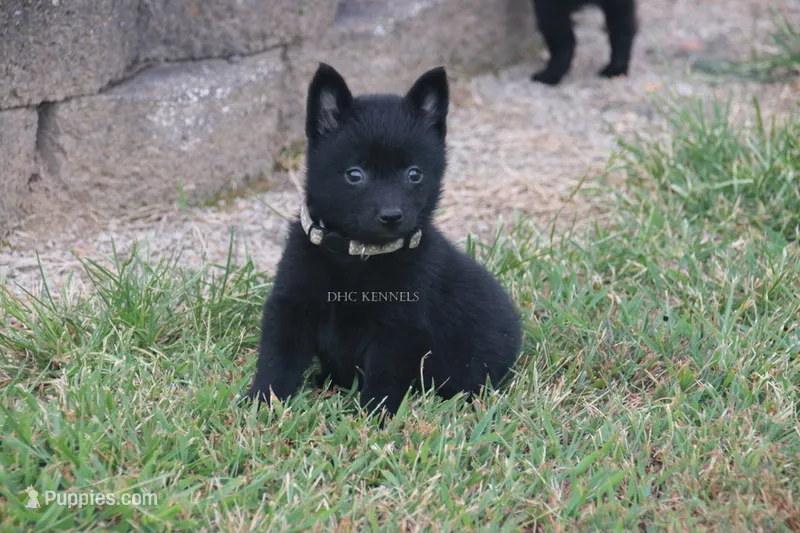 Roxy- AKC Female- Natural tail – Schipperke puppy for sale in Grovespring, MO