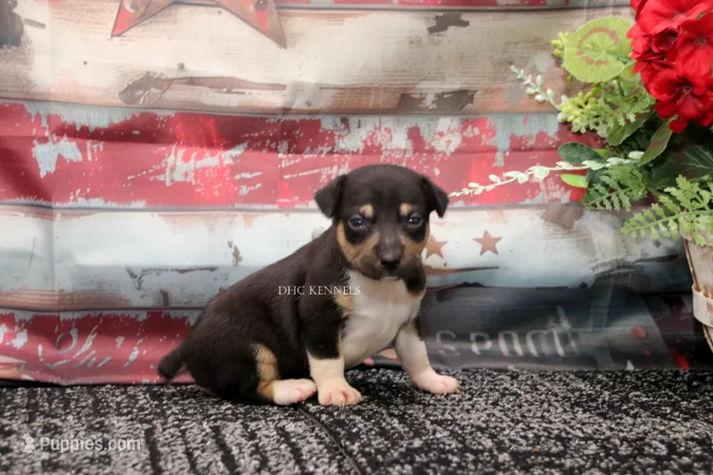 Ranger- tri male – Rat Terrier puppy for sale in Grovespring, MO