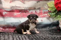 Ranger- tri male, a male Rat Terrier for sale in Grovespring, MO – 1 of 6