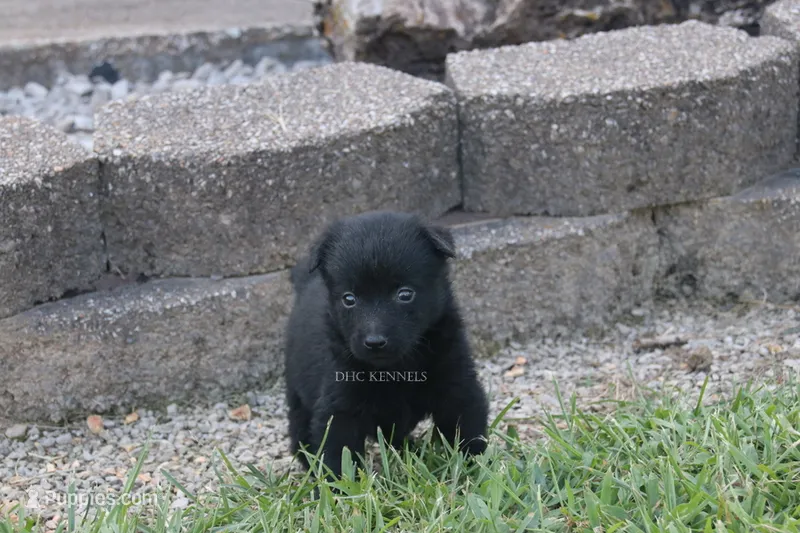 AKC Barnaby-natural tail – Schipperke puppy for sale in Grovespring, MO