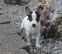 AKC Stella- Standard Size, a female Rat Terrier for sale in Grovespring, MO – 3 of 3