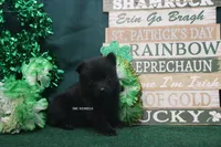 AKC SHAMMY, a female Schipperke for sale in Grovespring, MO – Photo 4 of 4