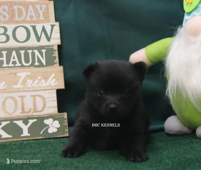 AKC SHAMMY – Schipperke puppy for sale in Grovespring, MO