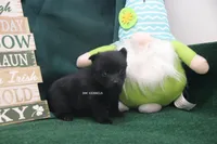 AKC SHAMMY, a female Schipperke for sale in Grovespring, MO – Photo 2 of 4