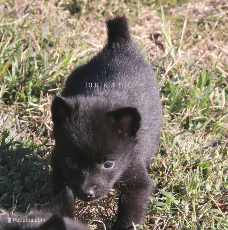 Female Natural tail Schipperke – Schipperke puppy for sale in Grovespring, MO