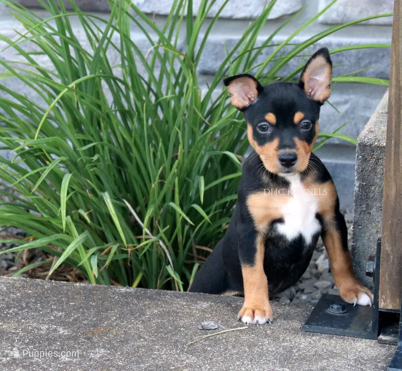 AKC Sadie- Standard size – Rat Terrier puppy for sale in Grovespring, MO