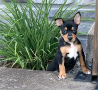 AKC Sadie- Standard size, a female Rat Terrier for sale in Grovespring, MO – 1 of 4