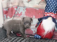 Smokey- blue male, a male Rat Terrier for sale in Grovespring, MO – 4 of 4