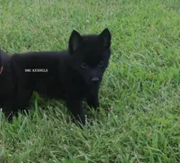 AKC- Spirit, a male Schipperke for sale in Grovespring, MO – Photo 8 of 9