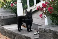 AKC- Spirit, a male Schipperke for sale in Grovespring, MO – Photo 4 of 9