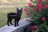 AKC- Spirit, a male Schipperke for sale in Grovespring, MO – Photo 6 of 9