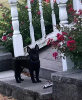 AKC- Spirit, a male Schipperke for sale in Grovespring, MO – Photo 5 of 9