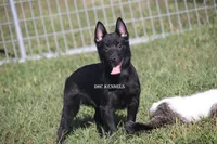 AKC- Spirit, a male Schipperke for sale in Grovespring, MO – Photo 1 of 9