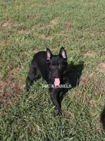 AKC- Spirit, a male Schipperke for sale in Grovespring, MO – Photo 3 of 9