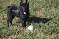 AKC- Spirit, a male Schipperke for sale in Grovespring, MO – Photo 2 of 9