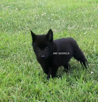 AKC- Spirit, a male Schipperke for sale in Grovespring, MO – Photo 9 of 9