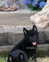 AKC- Spirit, a male Schipperke for sale in Grovespring, MO – Photo 7 of 9