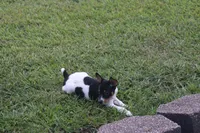 AKC Maggie- Standard Size, a female Rat Terrier for sale in Grovespring, MO – 2 of 4