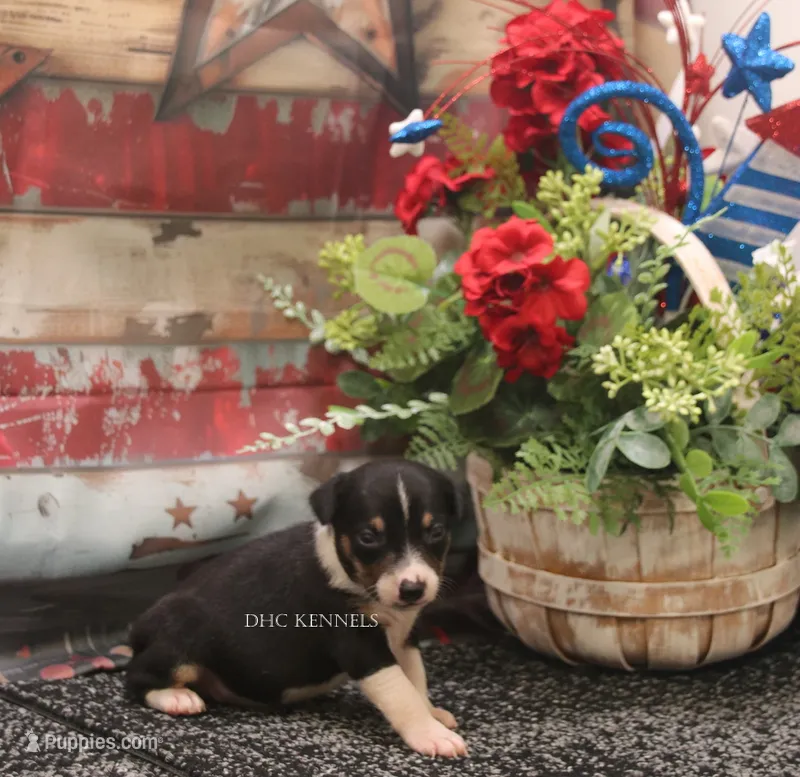 Rocket- AKC Mini Male – Rat Terrier puppy for sale in Grovespring, MO