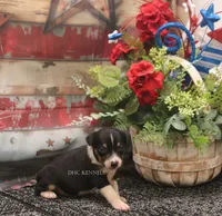 Rocket- AKC Mini Male, a male Rat Terrier for sale in Grovespring, MO – 1 of 6