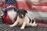 Rebel- AKC Mini Male, a male Rat Terrier for sale in Grovespring, MO – 1 of 5